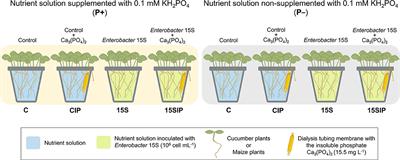 Can Inoculation With the Bacterial Biostimulant Enterobacter sp. Strain 15S Be an Approach for the Smarter P Fertilization of Maize and Cucumber Plants?
